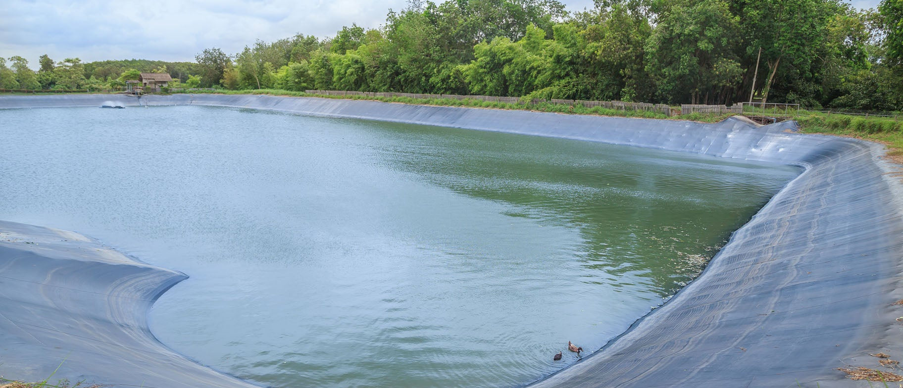 Best Pondliners
